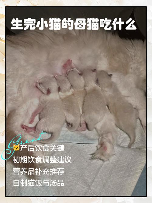 母猫生了小猫吃什么补奶