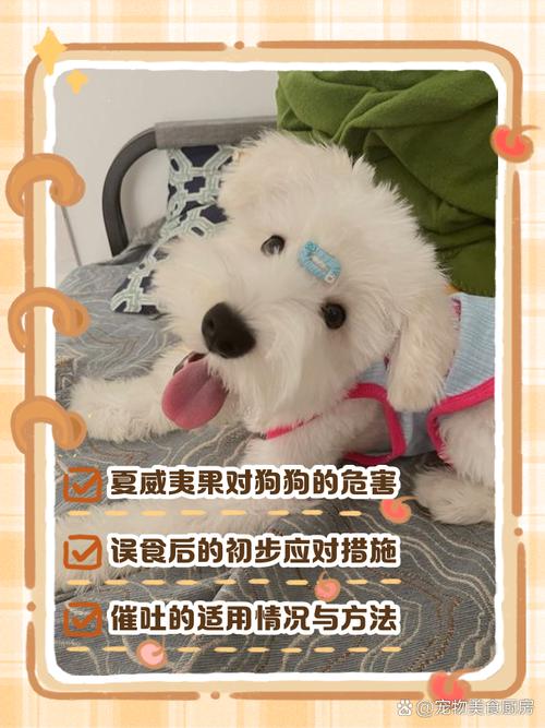 狗狗吃了夏威夷果,但已经催吐了,没精神,怎么办?