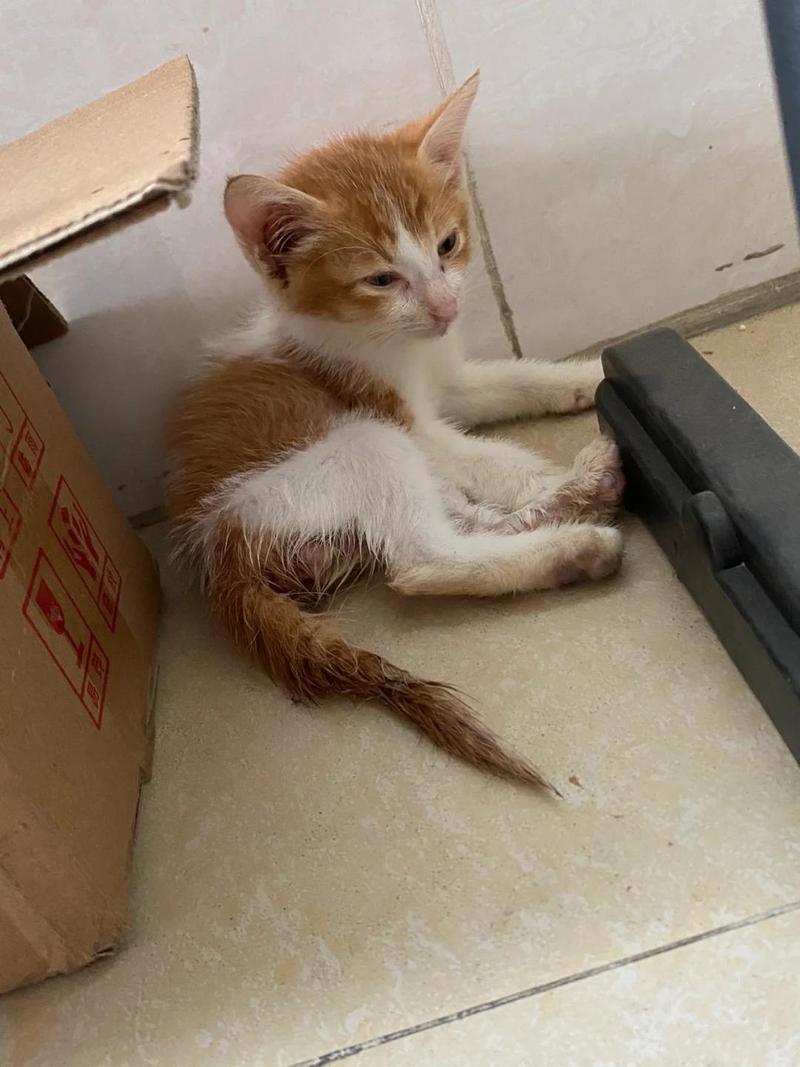 猫打喷嚏拉肚子