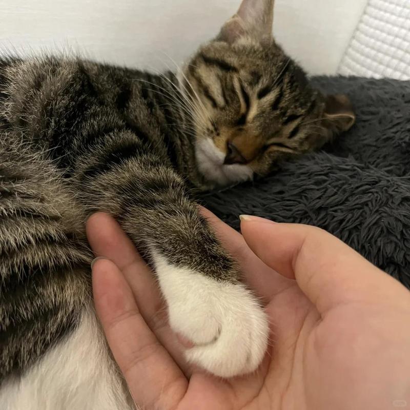 猫咪拉稀打喷嚏的原因及处理方法