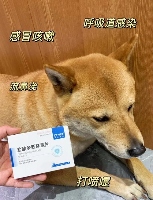狗狗胃肠感冒吃什么药好