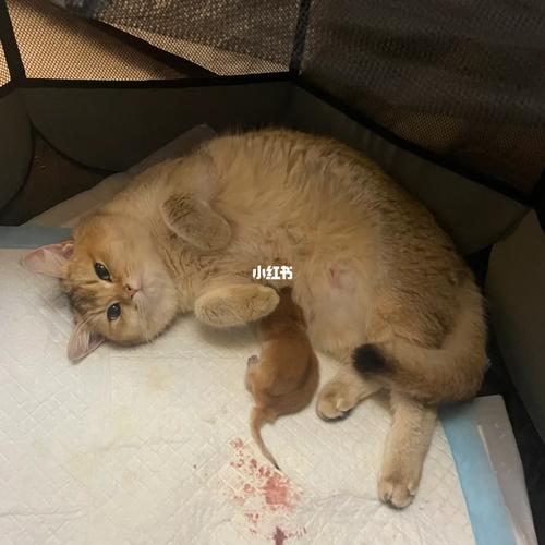 金渐层小猫羊水破了之后几小时生?