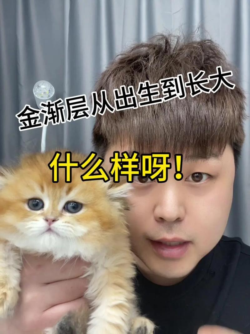 猫咪羊水破了多久生产