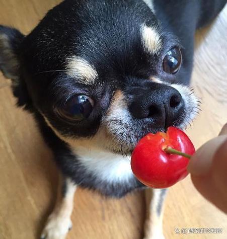 狗狗吃了一颗樱桃会不会有事