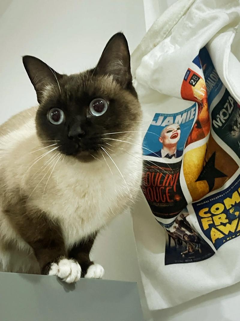 猫咪胡子根部发黑是怎么回事