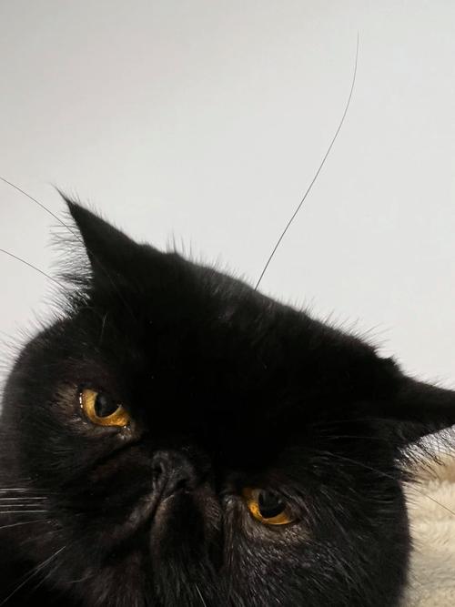 猫胡子根部是黑色发硬