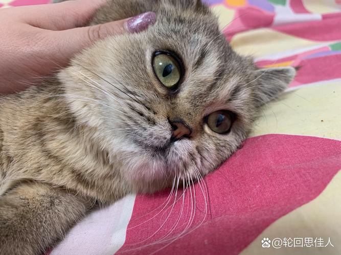 为什么猫咪胡须会变黑