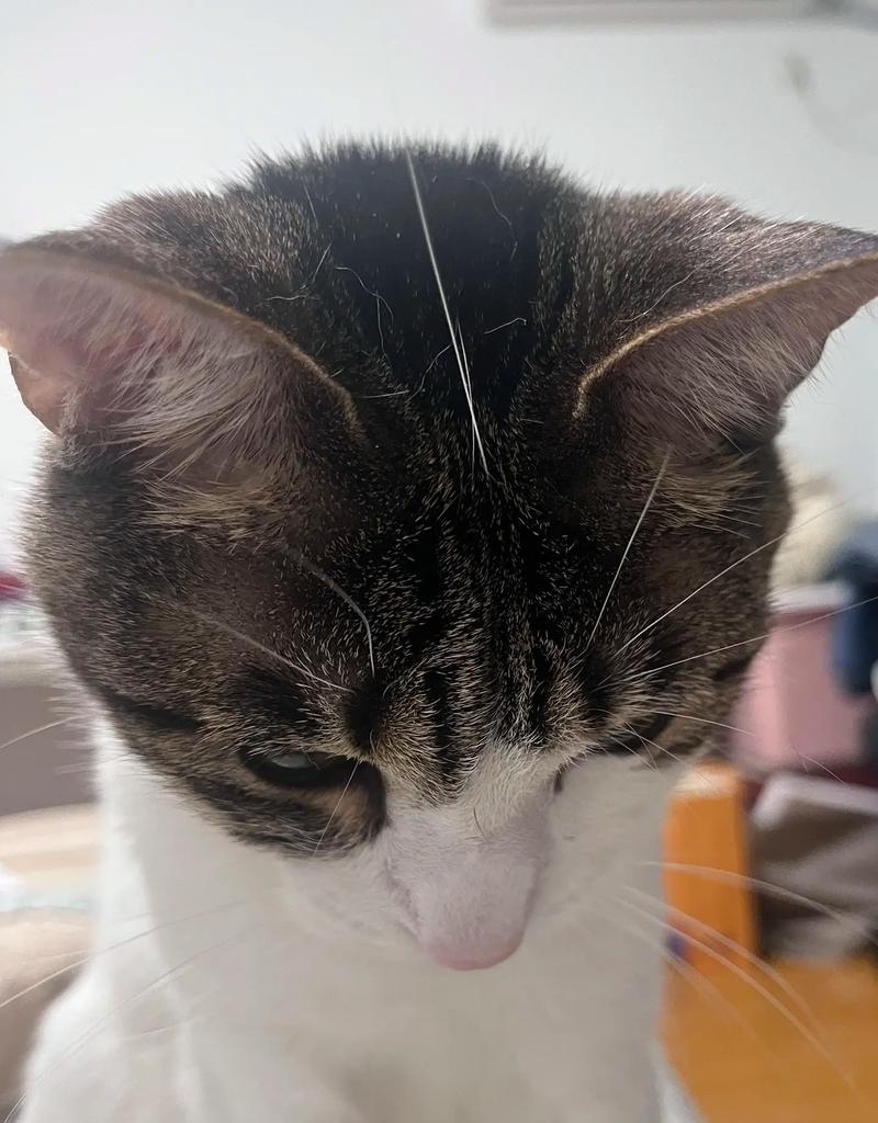 猫胡子根部毛孔黑(猫的胡子根部发黑)