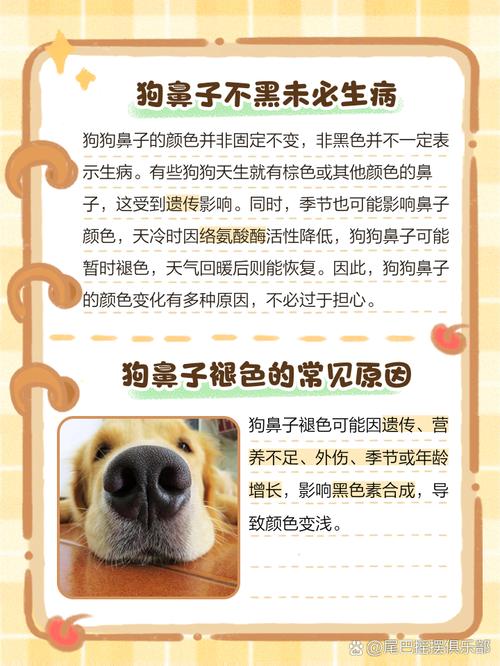 狗鼻子不黑了是缺什么吗