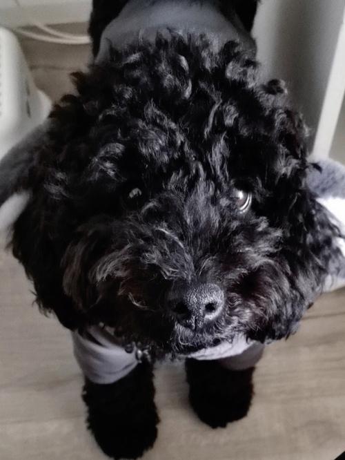 狗鼻头不黑是缺少什么