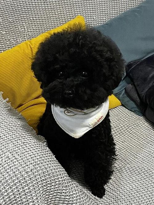 狗狗鼻子不黑怎么办?三个月小狗花鼻子怎么办?