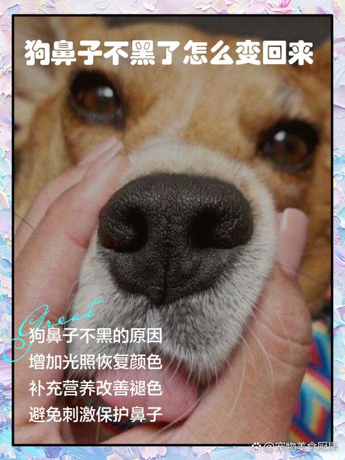小狗鼻子不黑了为什么
