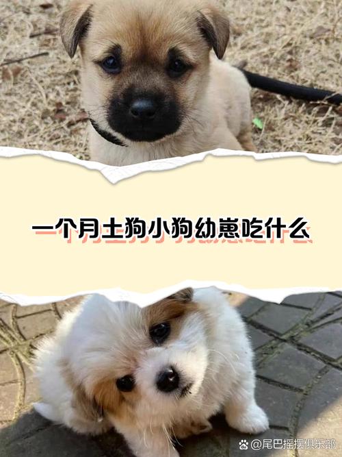 一个月大的狗狗吃什么?刚出生一个月的狗狗可以吃什么?