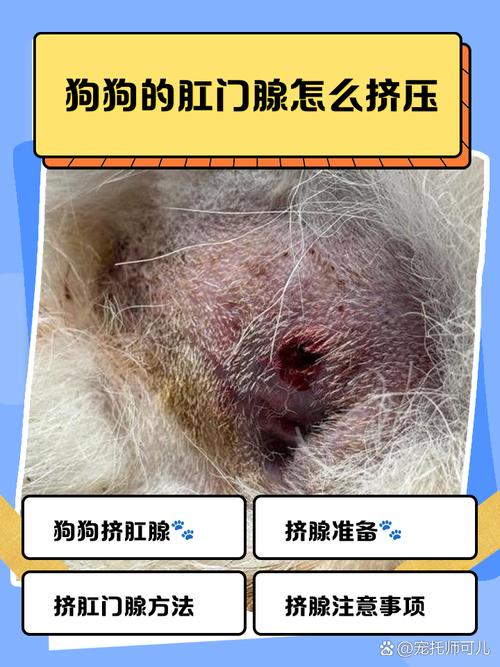 怎么给狗狗挤肛门腺多久挤一次啊