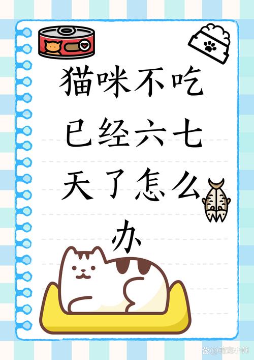 猫咪不吃猫饭怎么办啊?