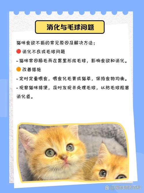 猫咪不吃猫饭,该怎么办?