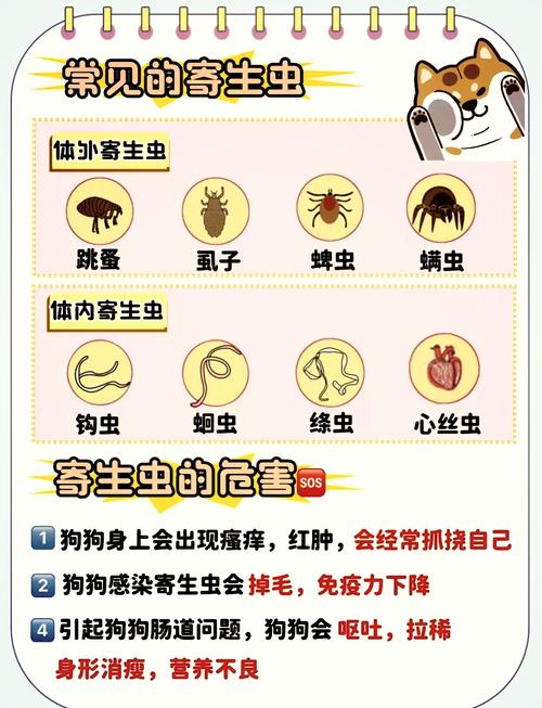 给狗狗驱虫后又拉出虫子是怎么回事?