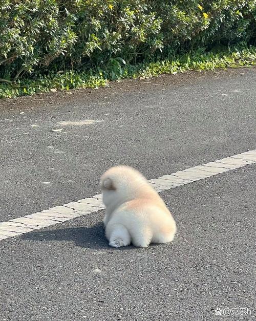 狗狗吃了棉花后能拉出来吗