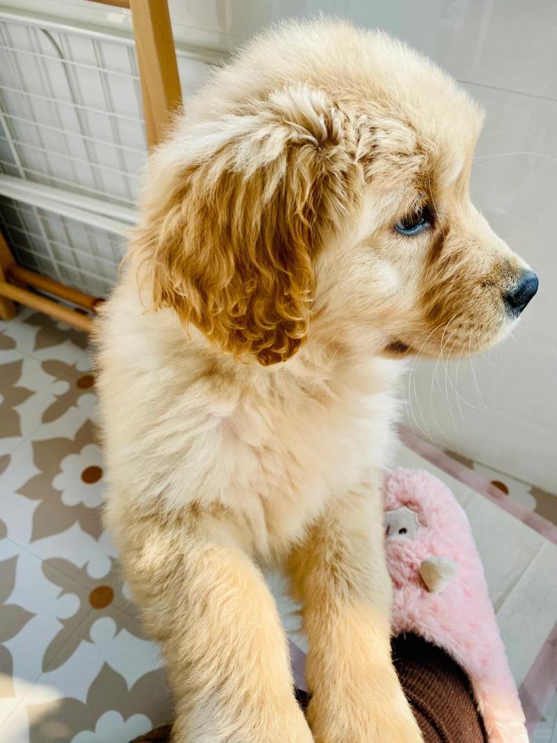 我家狗狗吃了棉花怎么办?