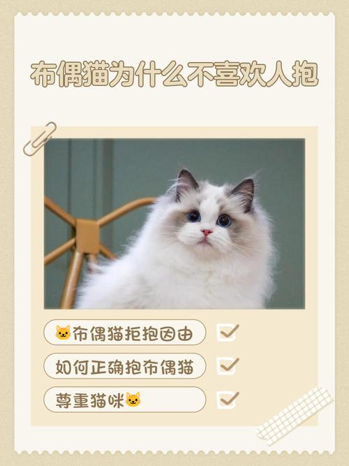 猫咪为什么不喜欢被抱
