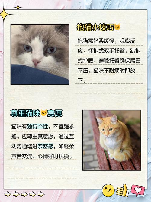 为什么猫咪不喜欢被抱