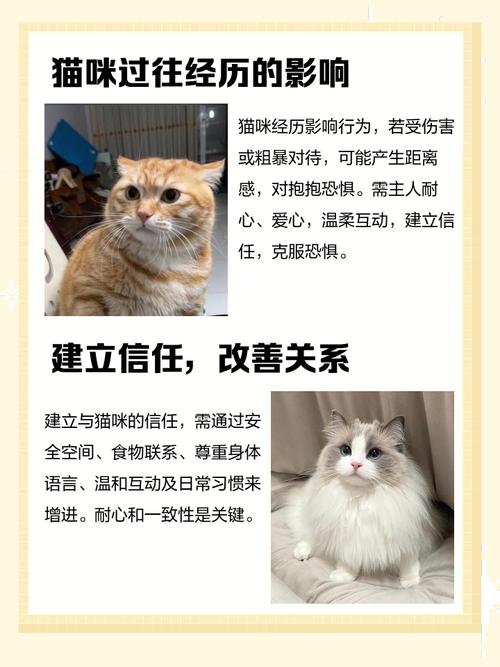 为什么猫咪不喜欢被人抱