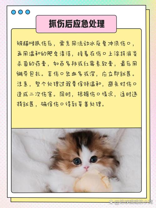 家里的宠物猫的总喜欢挠人怎么办?