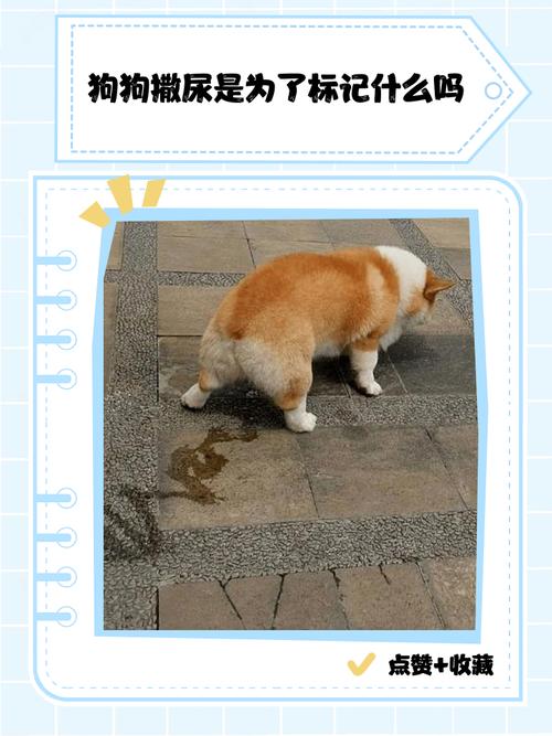 狗狗几个月可以憋尿出去大小便