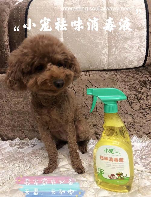 狗狗误食敌特消毒水怎么办?