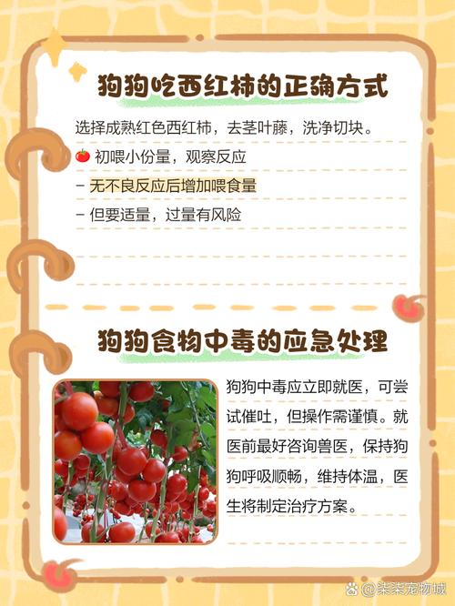 狗狗能不能吃西红柿炒蛋,狗狗能不能吃西红柿鸡蛋汤