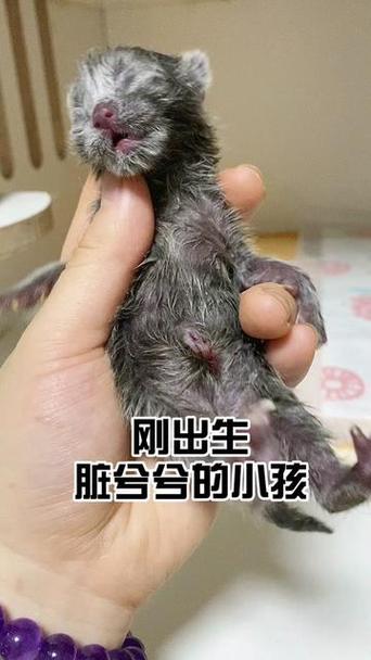 养猫夏天需要开空调吗