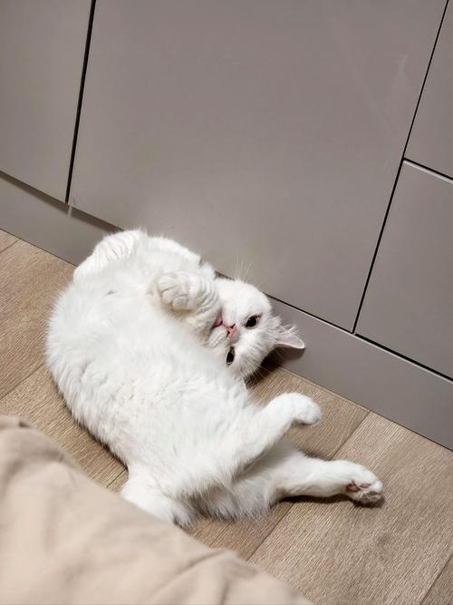 夏天养猫的几大禁忌,第一条90%人踩雷!发现了立刻送医