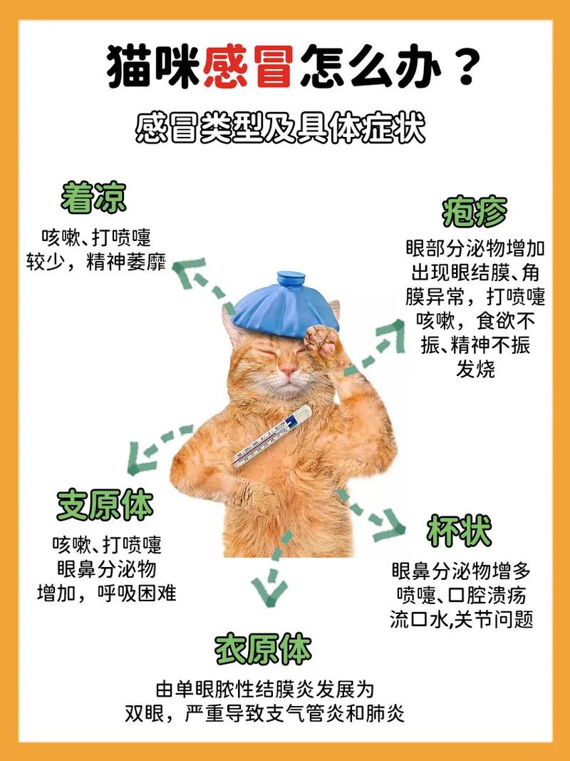 猫咪感冒一直不好怎么办