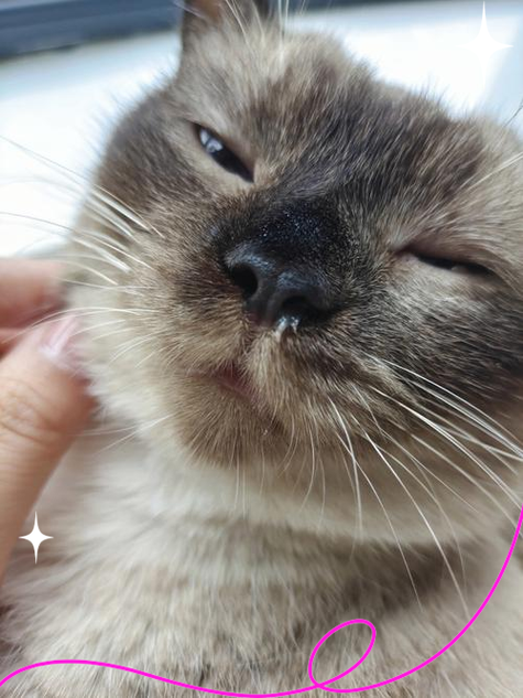 猫感冒打针吃药后都不好怎么办