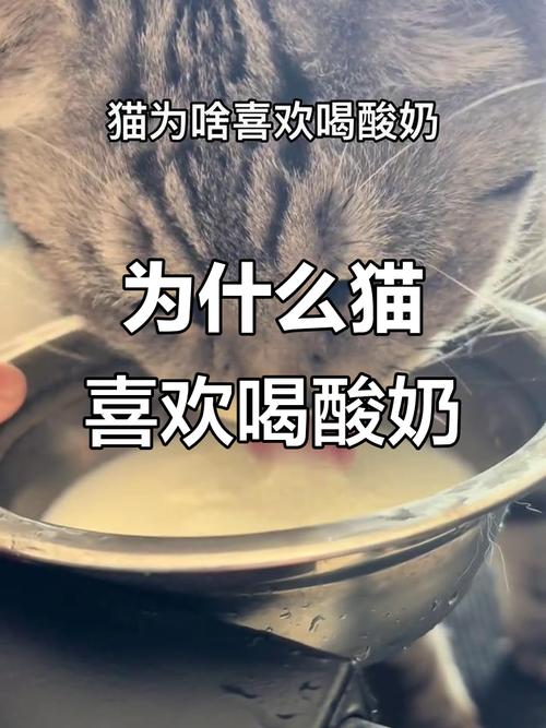 猫为什么那么喜欢喝酸奶