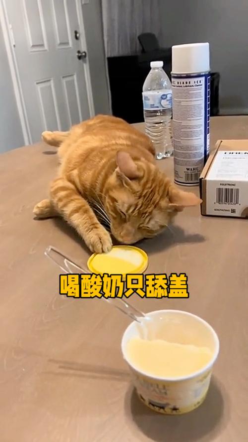 猫为什么喜欢喝酸奶
