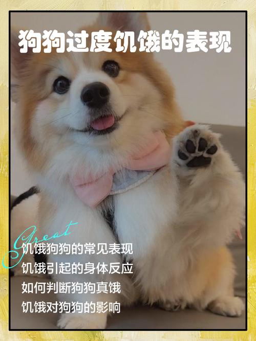 狗狗肚子饿时都是有这5种主要表现,家里是哪一种?