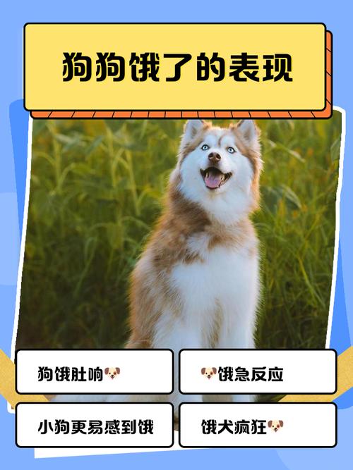 狗子饿了会有哪些表现?