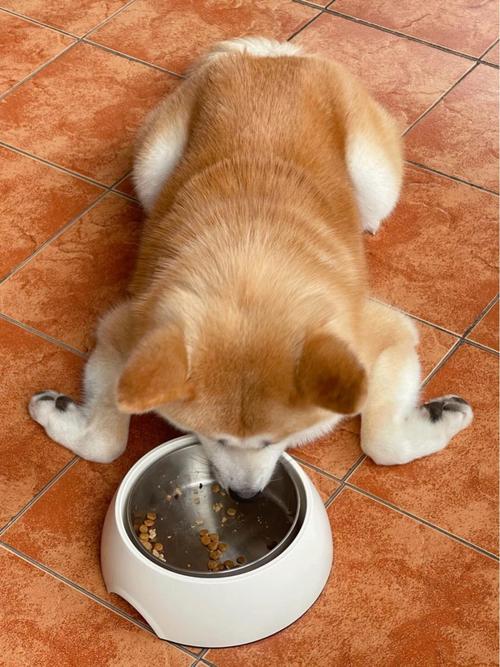 怎么判断狗狗饿不饿