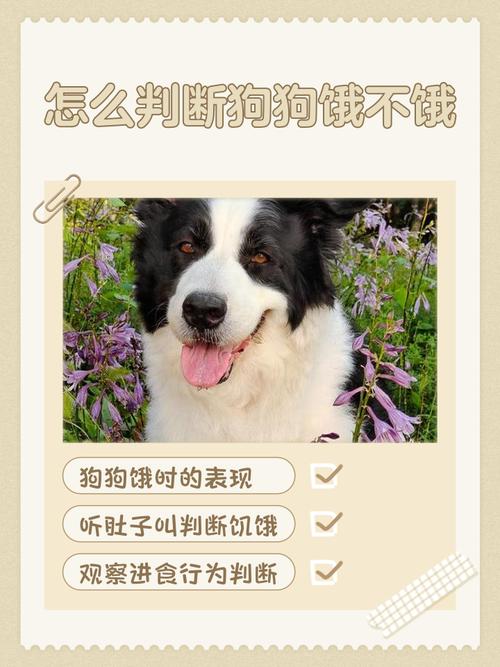 狗狗肚子饿时,会有什么样的表现?