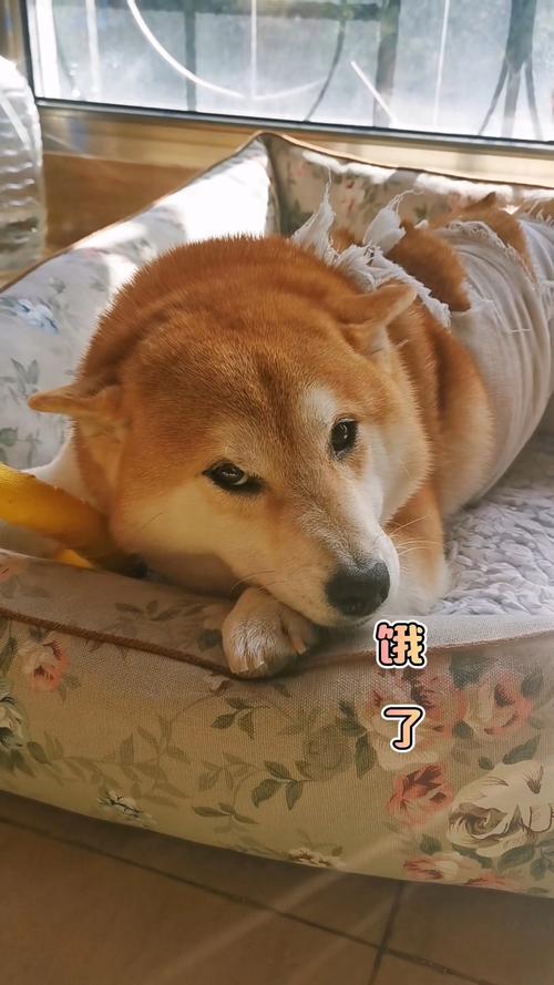 狗狗过度饥饿的表现