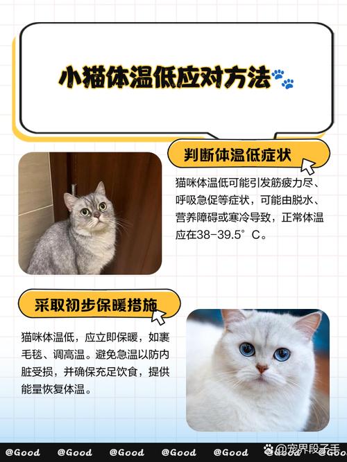 猫咪发烧会自愈吗
