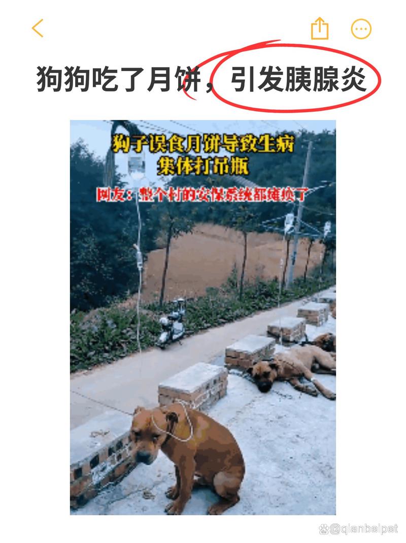 千万不要给狗狗吃月饼,小小一块就能“取它狗命”!狗狗坚决不能吃的1...