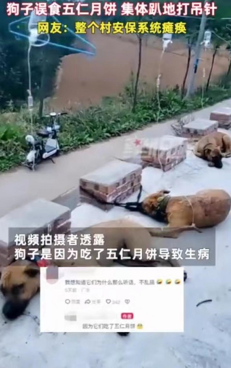 狗吃月饼会死吗