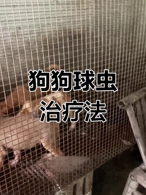 狗狗球虫病早期症状