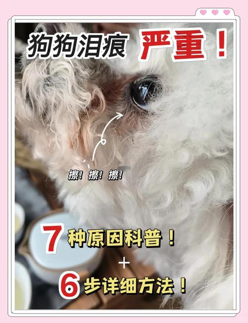 狗狗出门流眼泪怎么回事?
