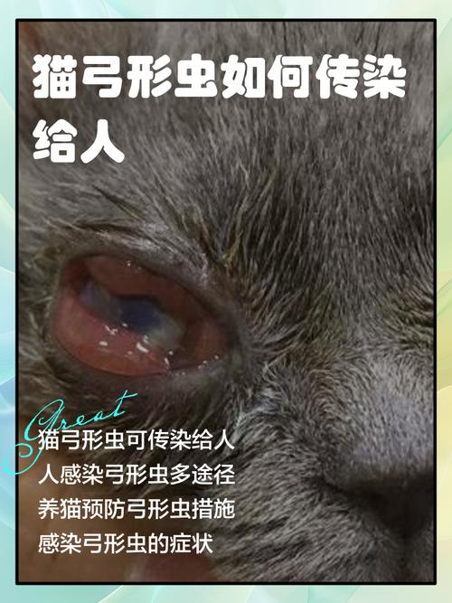 猫咪弓形虫的治疗方法