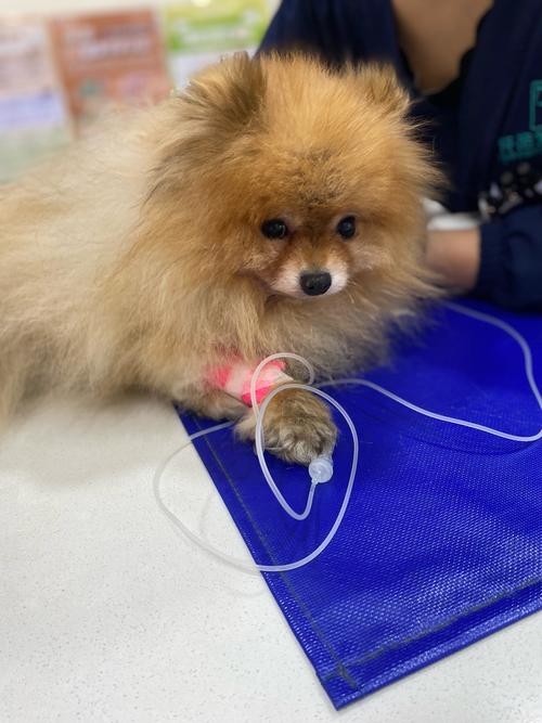 狗感冒打喷嚏鼻子干吃什么药