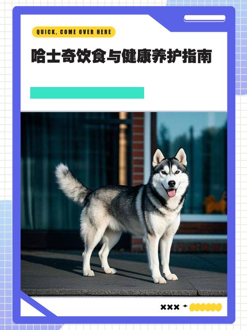 哈士奇可以吃葛根吗?