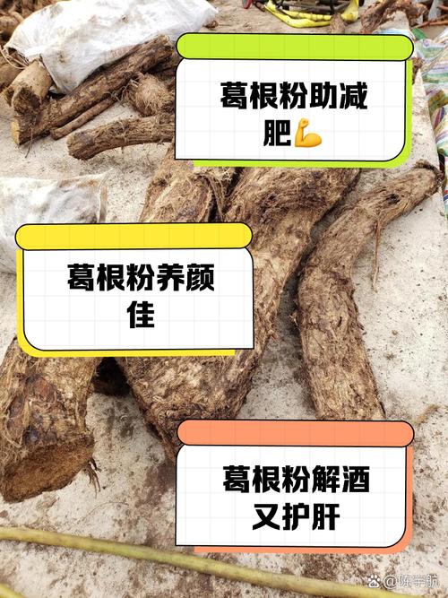 小狗可以吃葛根粉吗?